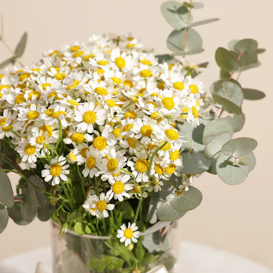 Raff by Paris Spa Signature Manicure and Pedicure Gift Voucher | Spirited Flower Vase