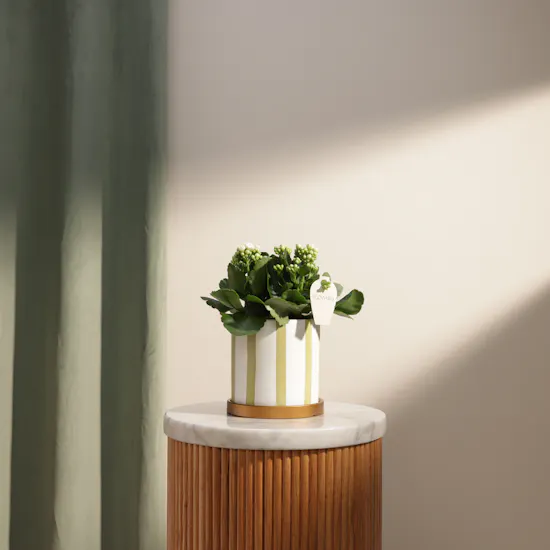 Charming White Kalanchoe Plant