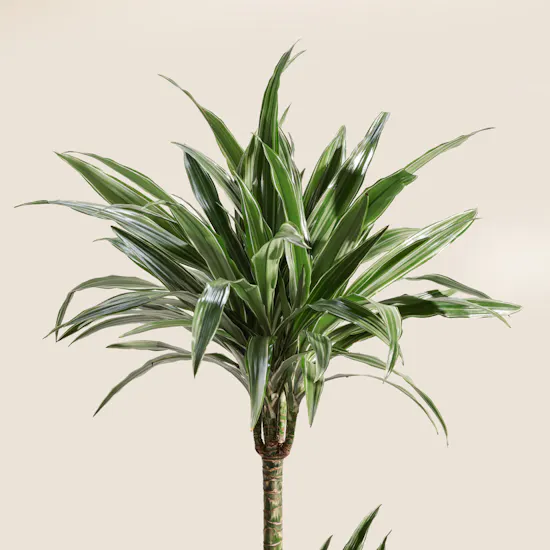 Fancy Big Dracaena Warnecki Plant