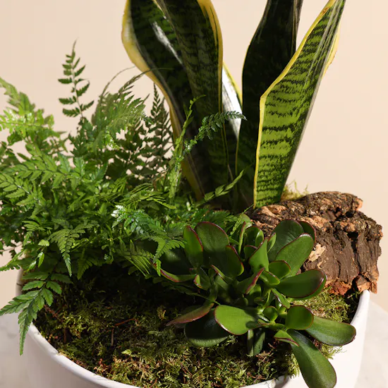 Trio Plants Arrangement