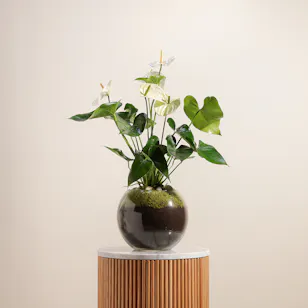 White Anthurium Montana