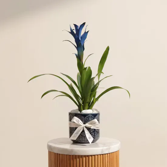 Shinny Blue Guzmania Plant