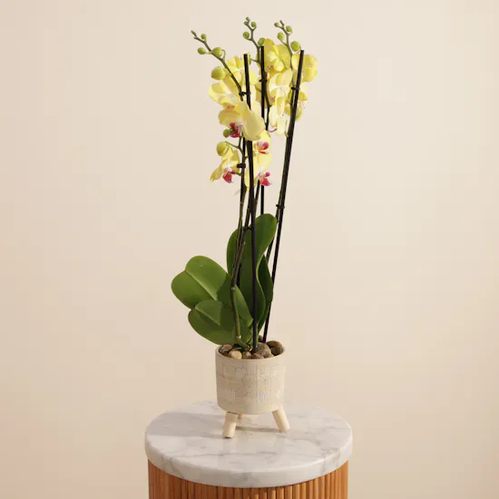 Stunning Yellow Orchid Plant