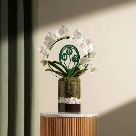 Elegant Birthday Phalaenopsis Plant