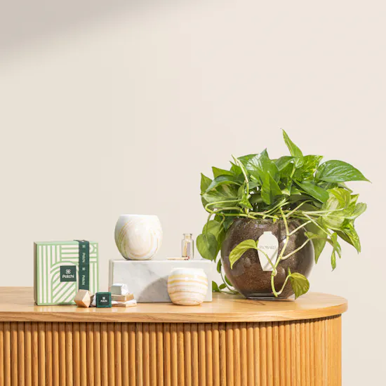 Lumiz Candles Premium Candles Set | Chocolate Box and Plant