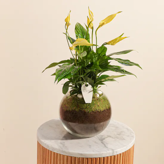 Gorgeous | Yellow Peace Lily