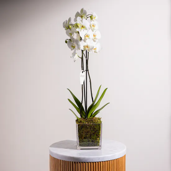 Pure Elegance Orchid Plant