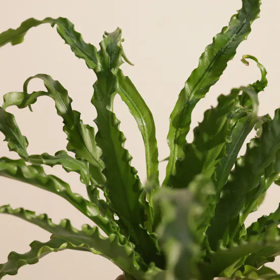 Stunning Asplenium Antiquum Osaka Plant