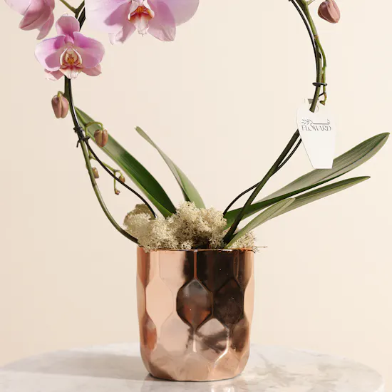 Elegant Pink Orchid
