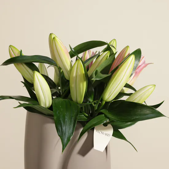 Whispering Pink Lily Vase