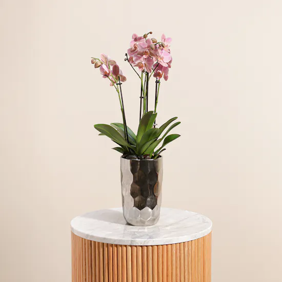Pink Orchid Plant