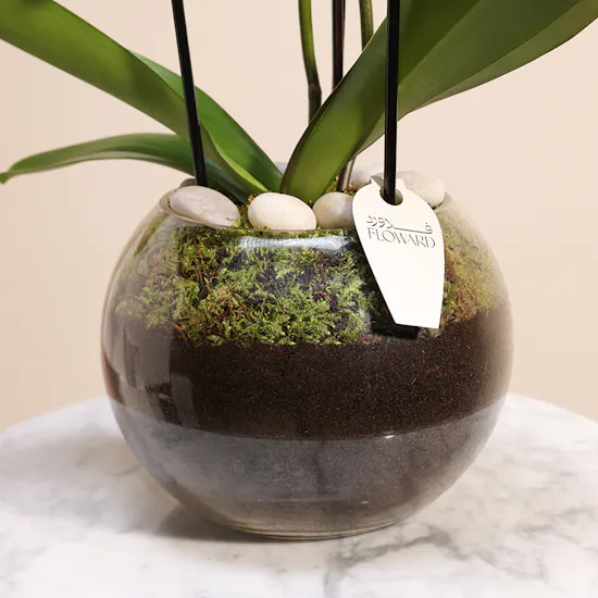 White Orchid Plant