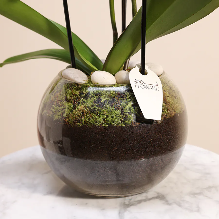 White Orchid Plant  3