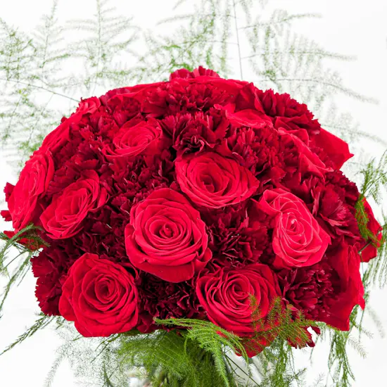 Cerise Rose