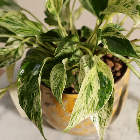 Stunning Green Epipremnum Plant