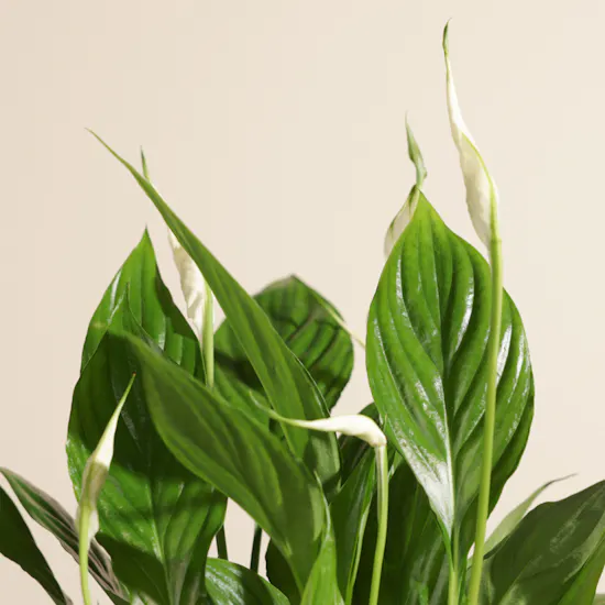 Small Green Spathiphyllum Plant