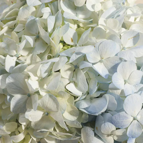 Amazing Hydrangea Vase