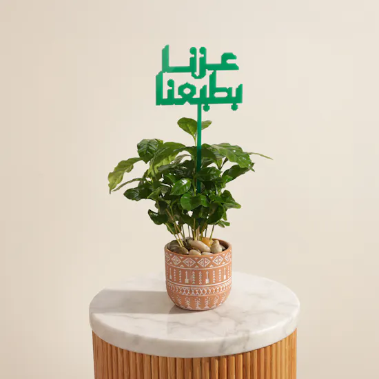 نبات قهوة أرابيكا راسخة بالعز