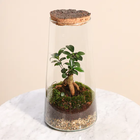 Ficus Microcarpa Inside Succulent