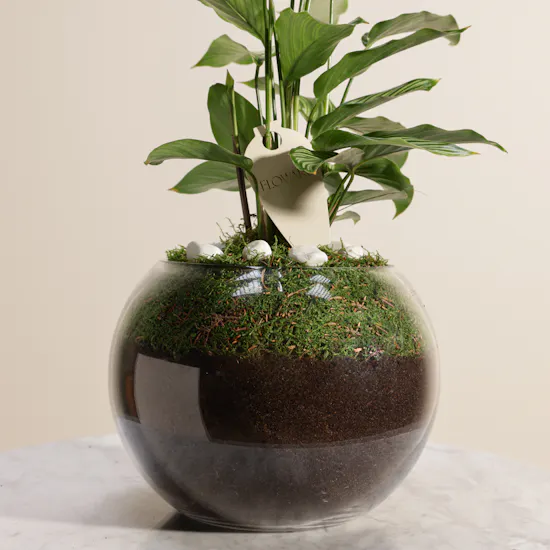 Elegant Calathea Vittata Plant
