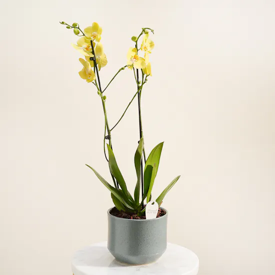 Pure Sunshine Orchid Plant Vase