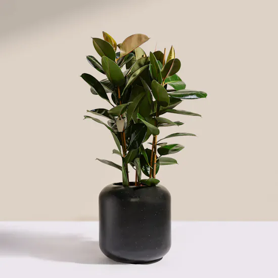Pure Big Ficus Elastica Plant