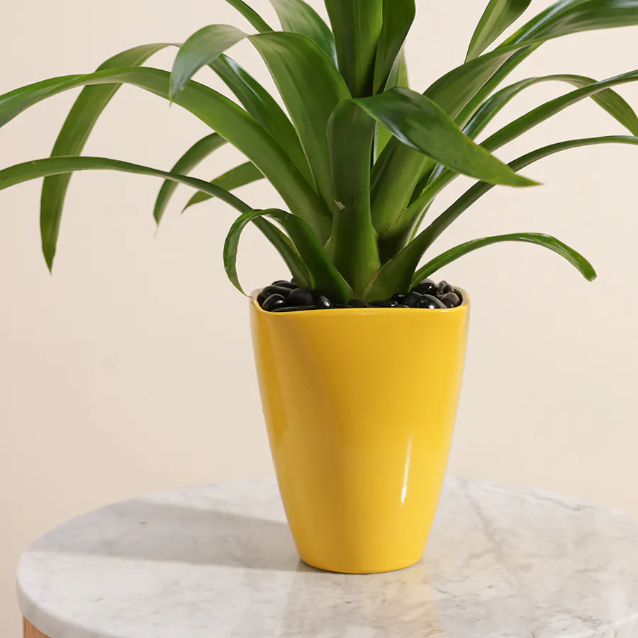 Guzmania Hilda 4
