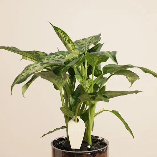 Striking Dieffenbachia Compacta Plant