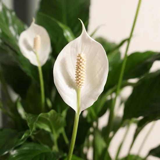 Spathiphyllum Pearl Plant