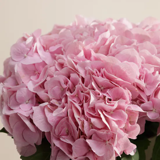 Cute Blush Pink Hydrangea Vase