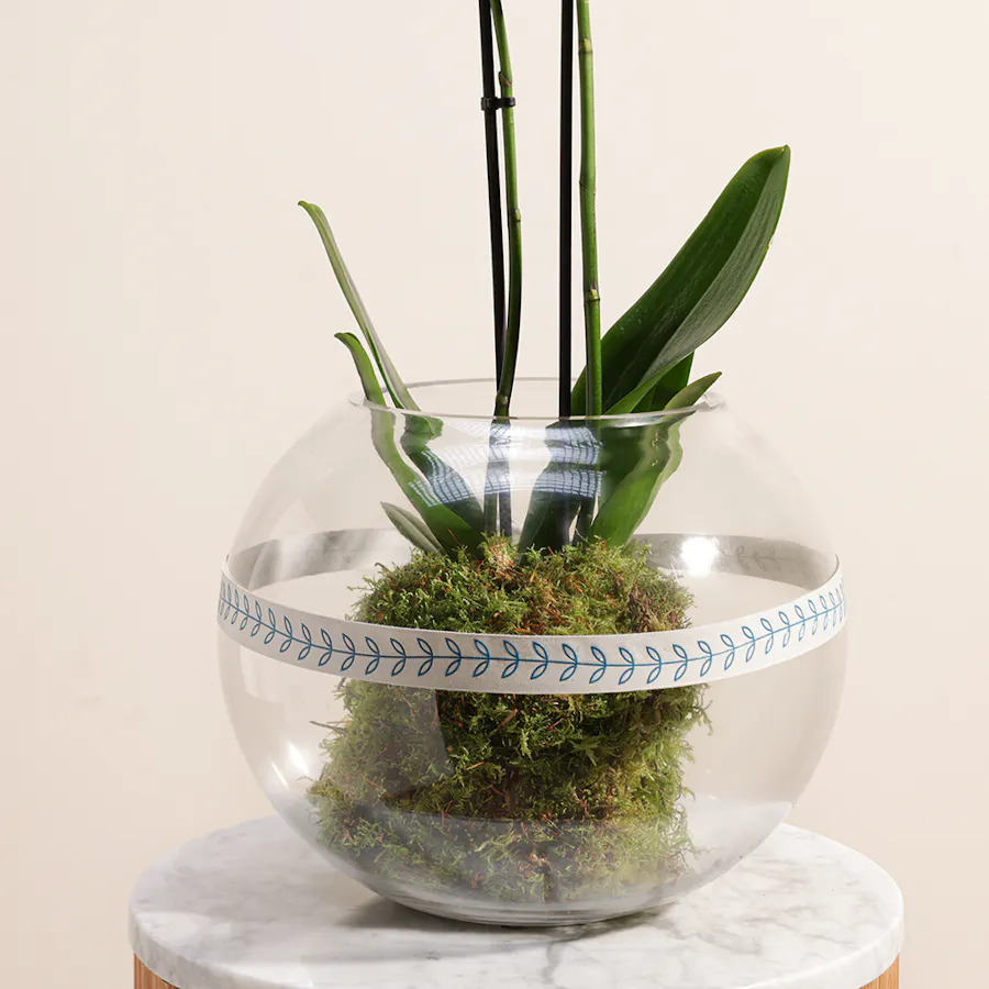 White Orchid Plant | Glass Pot 2