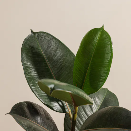 Ficus Elastica Robusta Plant