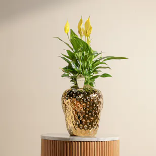 Sunny Yellow Spathiphyllum Bellini Plant Sunny Yellow Spathiphyllum Bellini Plant