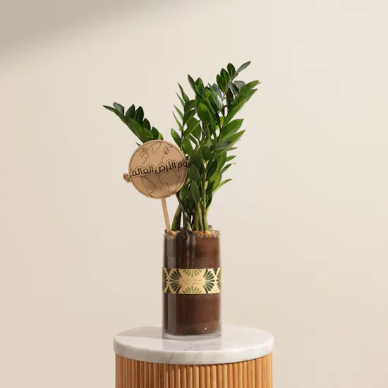 Kenyan Zamioculcas Earth Day Plant