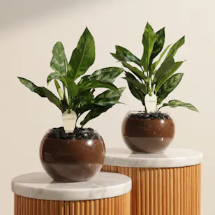 Peaceful Duo Aglaonema Maria Plants Vase Peaceful Duo Aglaonema Maria Plants Vase