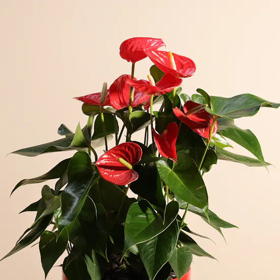 Royal Love Anthurium