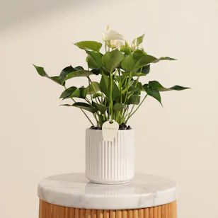 Elegant White Anthurium Plant