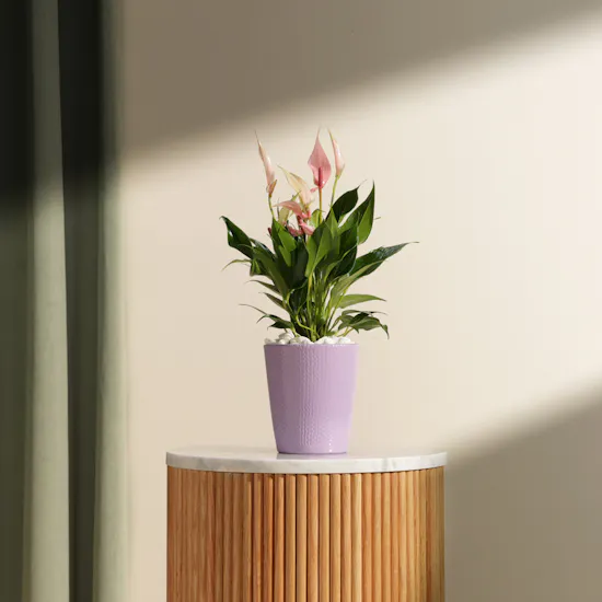 Pink Bliss Anthurium Plant