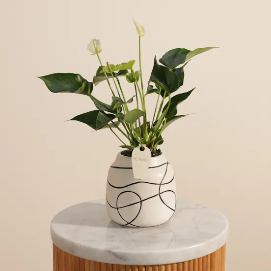 Elegant White Anthurium Plant