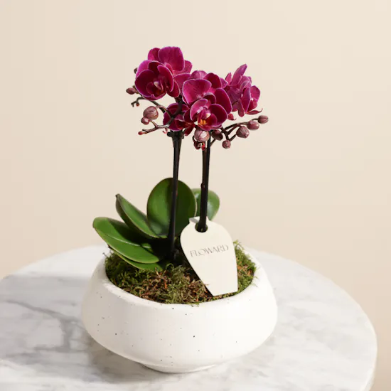Velvet Small Purple Phalaenopsis Orchid Plant