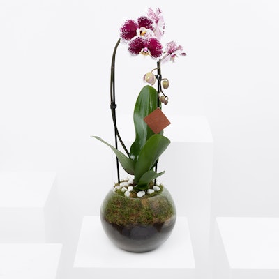 Purple Queen Orchid