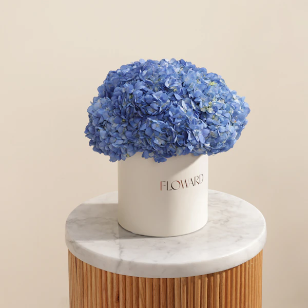 Blue Melody Hydrangea Box | 8 Flowers