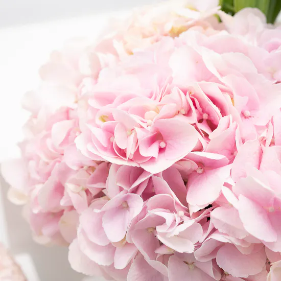 Sucre de Nada La vie En De Rose Cake | Flowers