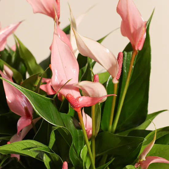 Anthurium lilli Pink