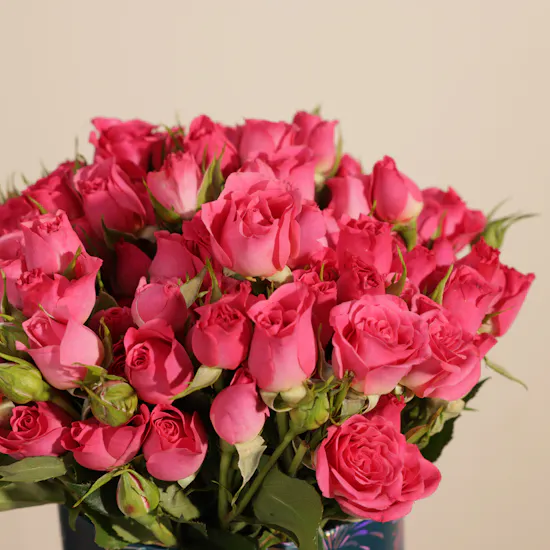 Fuchsia Muse Baby Rose Box | 25 Flowers