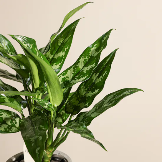 Beautiful Aglaonema Maria Plant