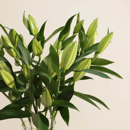 White Lilies | Cylinder Vase