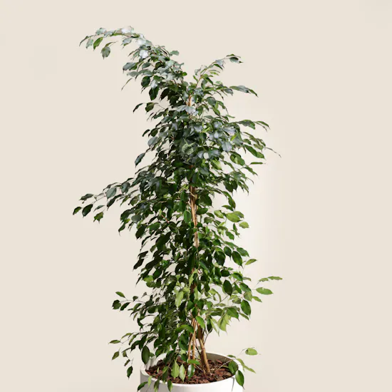 Elegant Big Ficus Exotica Plant