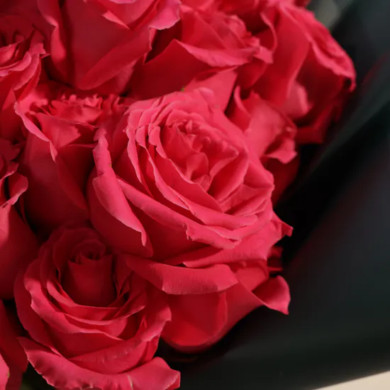 Fuchsia Delight Rose Bouquet | 25 Flowers