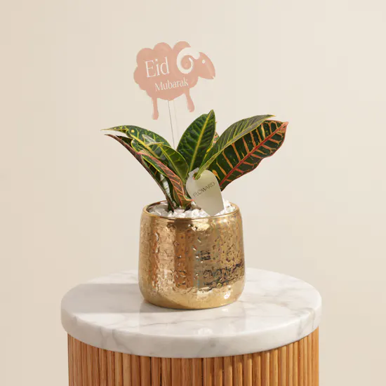 Eid Mubarak Codiaeum Petra Plant